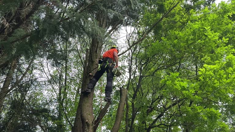 Trusted Long Beach, WA Tree Care Services Experts