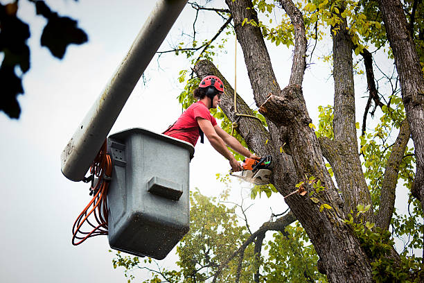 How Our Tree Care Process Works  in  Long Beach, WA